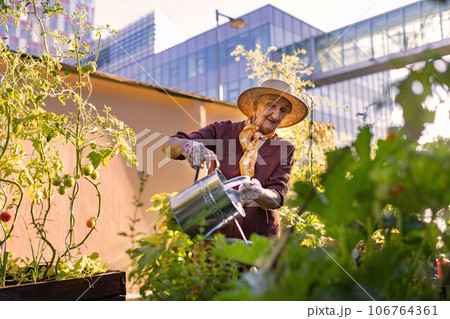 Portrait of senior woman taking care of tomato plants in urban garden. 106764361