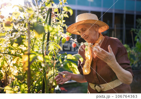 Portrait of senior woman taking care of tomato plants in urban garden. 106764363