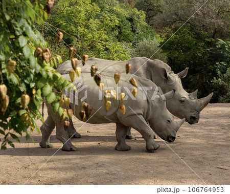 Rhino family in the park 106764953