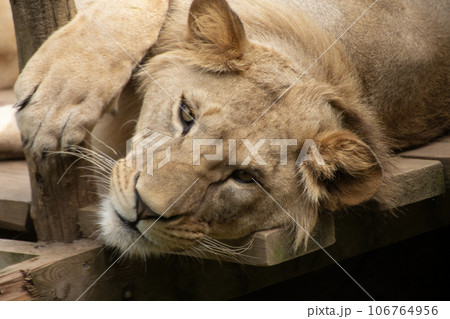 Lioness close up at the zoo Lioness close up at the zoo 106764956