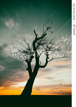 Silhouettes of trees at sunset. Withered tree against the backdrop of the sun. 106765479