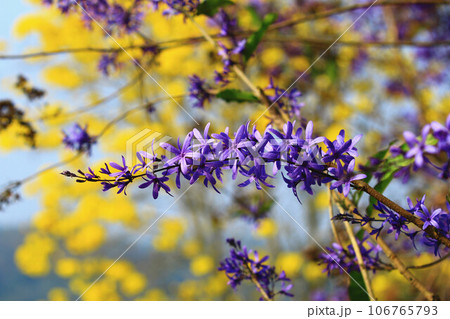 花 フラワー お花 106765793