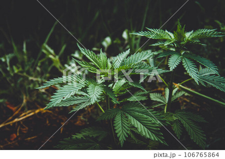 Cannabis bush close-up. Cultivation of hemp fields. Leaves background. Cannabis bush close-up. Cultivation of hemp fields. Leaves background. 106765864