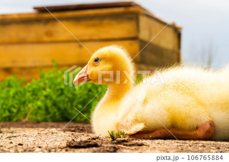 Gosling. Poultry farm for breeding geese. Little goose chicks in the grass. Gosling. Poultry farm for breeding geese. Little goose chicks in the grass. 106765884