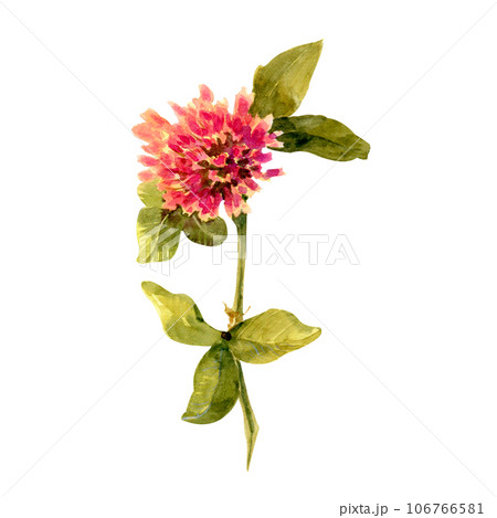 Set of clover isolated on white background. Botanical Illustration in Vintage Style Isolated on White. Summer Wildflowers Floral Decoration. Rustic Wedding Clipart. Lucky Symbol Clover. Set of clover isolated on white background. Botanical Illustration in Vintage Style Isolated on White. Summer Wildflowers Floral Decoration. Rustic Wedding Clipart. Lucky Symbol Clover. 106766581
