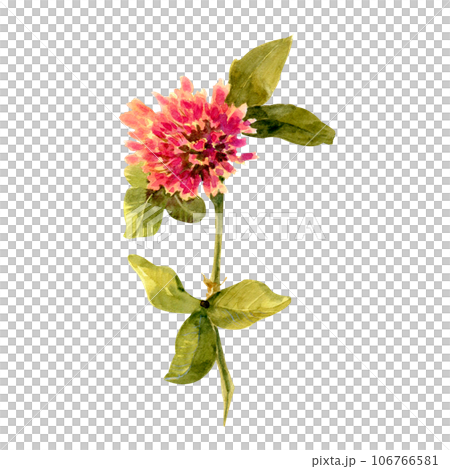 Set of clover isolated on white background. Botanical Illustration in Vintage Style Isolated on White. Summer Wildflowers Floral Decoration. Rustic Wedding Clipart. Lucky Symbol Clover. 106766581