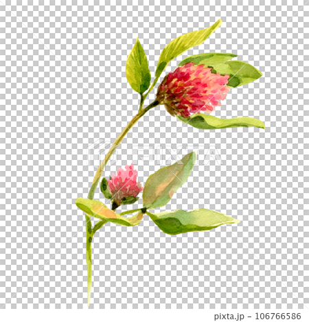 Set of clover isolated on white background. Botanical Illustration in Vintage Style Isolated on White. Summer Wildflowers Floral Decoration. Rustic Wedding Clipart. Lucky Symbol Clover. Set of clover isolated on white background. Botanical Illustration in Vintage Style Isolated on White. Summer Wildflowers Floral Decoration. Rustic Wedding Clipart. Lucky Symbol Clover. 106766586