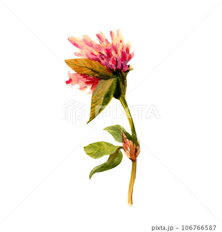 Set of clover isolated on white background. Botanical Illustration in Vintage Style Isolated on White. Summer Wildflowers Floral Decoration. Rustic Wedding Clipart. Lucky Symbol Clover. Set of clover isolated on white background. Botanical Illustration in Vintage Style Isolated on White. Summer Wildflowers Floral Decoration. Rustic Wedding Clipart. Lucky Symbol Clover. 106766587