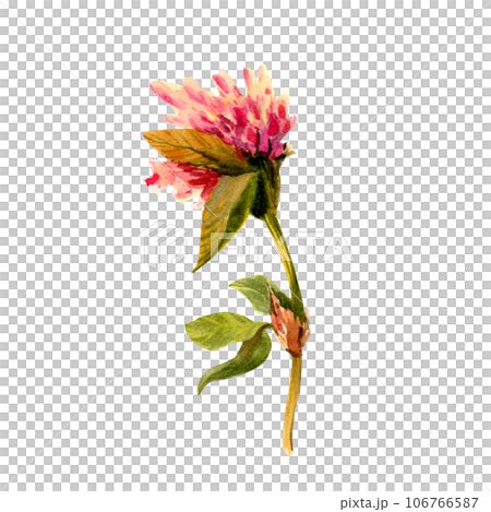 Set of clover isolated on white background. Botanical Illustration in Vintage Style Isolated on White. Summer Wildflowers Floral Decoration. Rustic Wedding Clipart. Lucky Symbol Clover. Set of clover isolated on white background. Botanical Illustration in Vintage Style Isolated on White. Summer Wildflowers Floral Decoration. Rustic Wedding Clipart. Lucky Symbol Clover. 106766587