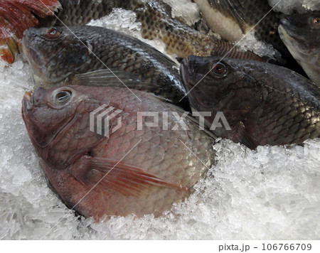 Row of Frozen Fish Row of Frozen Fish 106766709