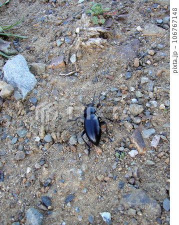 Black beetle bug walks along dirt path Black beetle bug walks along dirt path 106767148