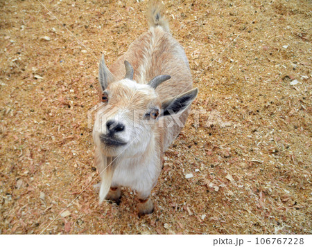 Baby Goat at Petting Zoo 106767228