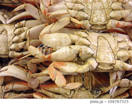 Close up of the underside of San Francisco Dungeness Crabs 106767325