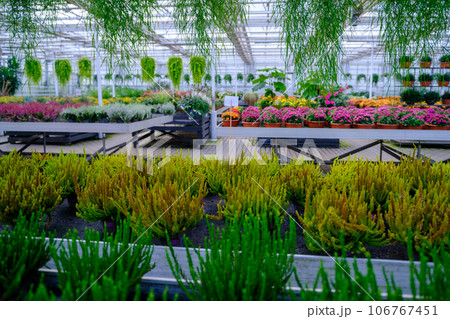 Flowers in a modern greenhouse. Greenhouses for growing flowers. Floriculture industry. Ecological farm. Family business. Flowers in a modern greenhouse. Greenhouses for growing flowers. Floriculture industry. Ecological farm. Family business. 106767451