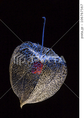 A dried flower on a black background 106767567