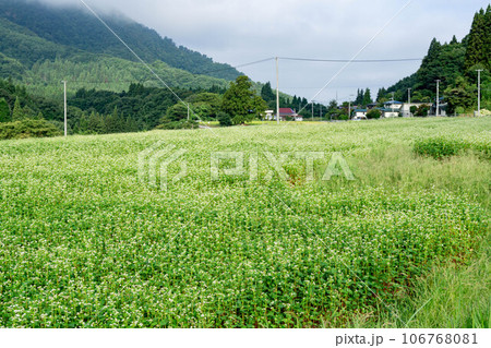 山々と棚田で栽培するそば 106768081