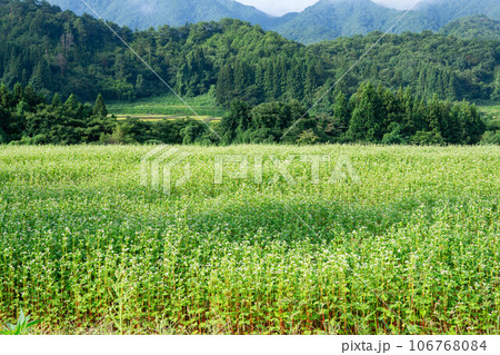山々と棚田で栽培するそば 106768084