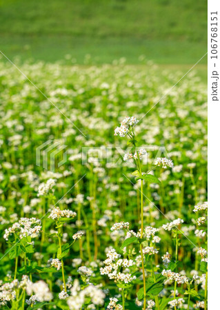 白い花が咲いた蕎麦畑 白い花が咲いた蕎麦畑 106768151
