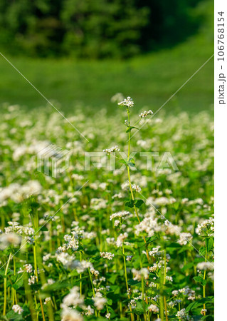 白い花が咲いた蕎麦畑 106768154