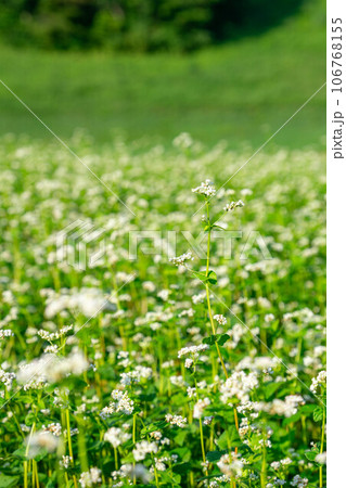 白い花が咲いた蕎麦畑 白い花が咲いた蕎麦畑 106768155