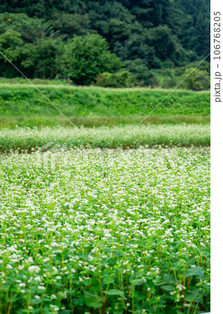 白い花が咲いた蕎麦畑 白い花が咲いた蕎麦畑 106768205