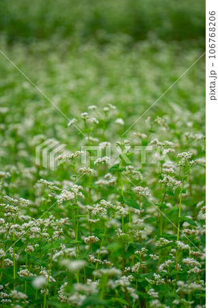 白い花が咲いた蕎麦畑 白い花が咲いた蕎麦畑 106768206