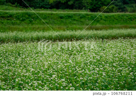 白い花が咲いた蕎麦畑 106768211