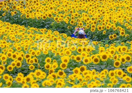 茨城県那珂市 那珂ひまわりフェスティバルの夕べ 茨城県那珂市 那珂ひまわりフェスティバルの夕べ 106768421