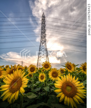 茨城県那珂市　那珂ひまわりフェスティバルの夕べ 106768423
