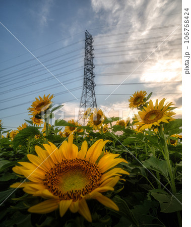茨城県那珂市　那珂ひまわりフェスティバルの夕べ 106768424
