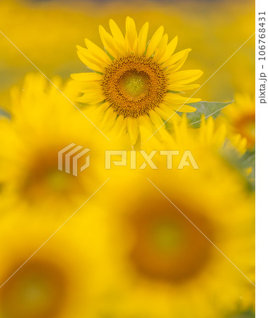 茨城県那珂市　那珂ひまわりフェスティバルの夕べ 106768431