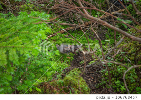 【白駒の池】茂みの中を歩くハト 106768457