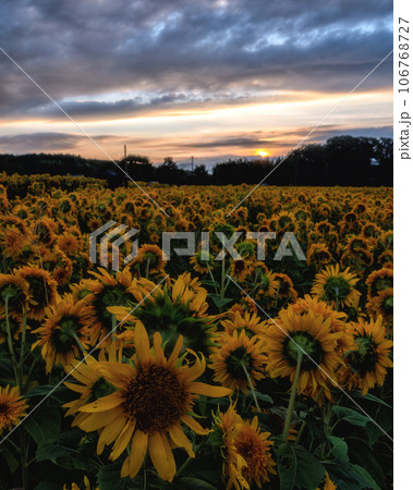 茨城県筑西市　早朝の明野ひまわりフェスタ 106768727