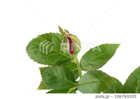 Opening bud of a home rose on a white background. Houseplants. 106769205
