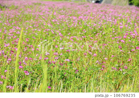 レンゲの花 レンゲの花 106769235