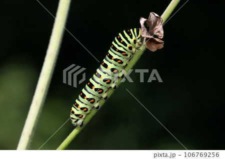 キアゲハの幼虫 106769256