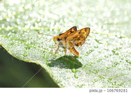 キマダラセセリ キマダラセセリ 106769281