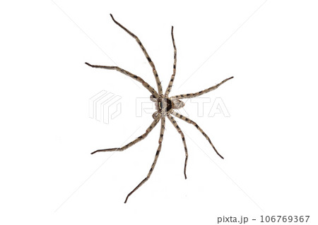 アシダカグモ 106769367
