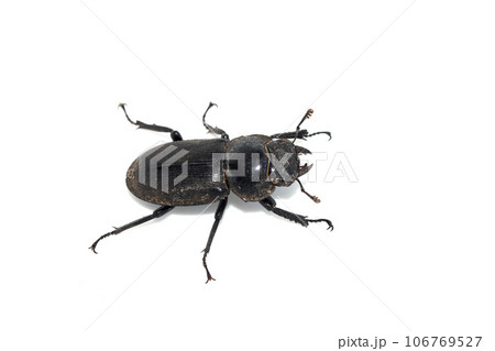 コクワガタ♀ 106769527