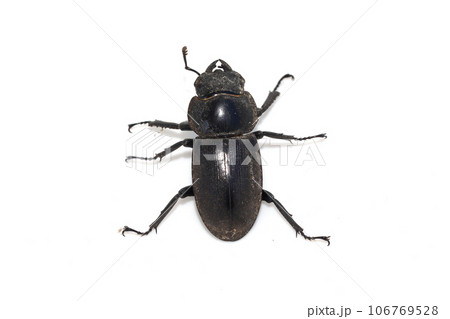 コクワガタ♀ 106769528