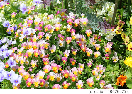 ビオラの花 106769752