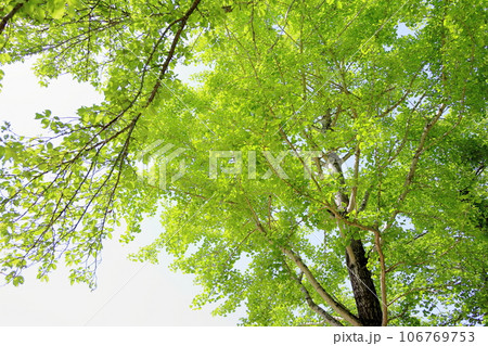 イチョウの若葉 106769753
