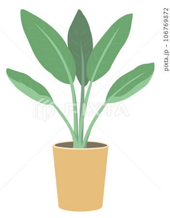 観葉植物（ストレリチア・レギネ） 106769872