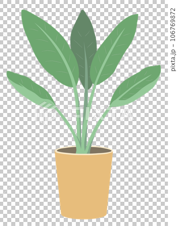 観葉植物（ストレリチア・レギネ） 106769872
