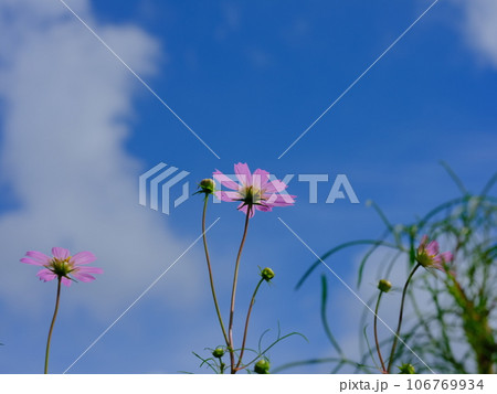 青空に映えるコスモス 青空に映えるコスモス 106769934