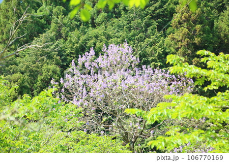 桐の花 桐の花 106770169