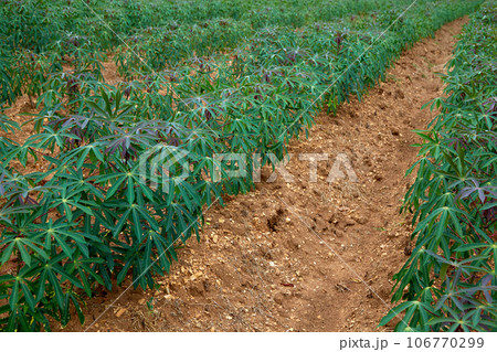 green cassava tree on farm green cassava tree on farm 106770299