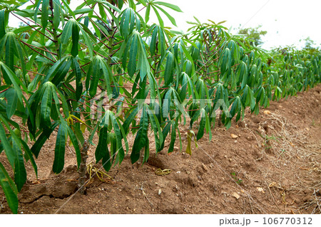 green cassava tree on farm green cassava tree on farm 106770312