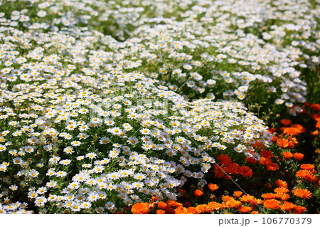 ノースポールの花 満開 ノースポールの花 満開 106770379