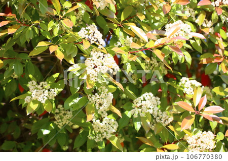 ベニカナメモチの花 満開 ベニカナメモチの花 満開 106770380